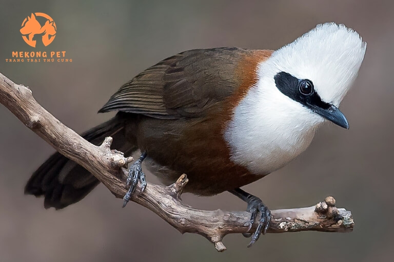 Chim khướu có giọng hát hay được nhiều người nuôi làm cảnh